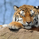 Image for article titled Top Predators May Be the Most Important Animals on Earth